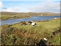 L6152 : Cows grazing above Streamstown Bay by Jonathan Wilkins