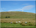 Grazing, Turf Moor