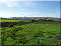 Grazing near Brookbottom Farm