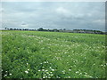 Pea field near Ferryden