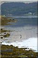NS0372 : Heron on the shore of the Kyles of Bute by Russel Wills