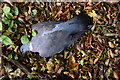 H5064 : Dead wood pigeon, Moylagh by Kenneth  Allen