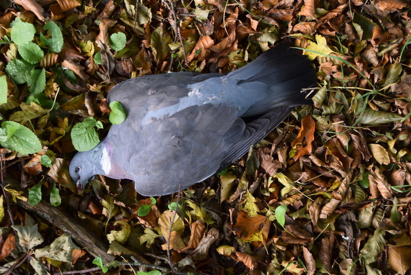 Dead wood pigeon, Moylagh © Kenneth Allen :: Geograph Ireland