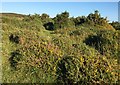 Gorse and heather