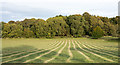 NY9070 : Lines of mown grass by Trevor Littlewood