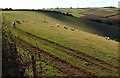 Sheep near Whiddon Farm