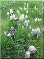 NT1471 : Shaggy Ink Caps at Freelands by M J Richardson