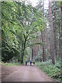 TL9293 : Peddars  Way  through  the  forestry by Martin Dawes