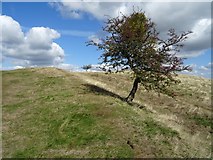 SO7639 : Tree on the Shire Ditch by Philip Halling