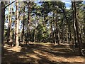 Sunny woodland path