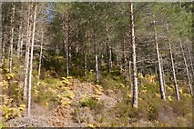 NO4792 : Steep ground, Glen Tanar Forest by Richard Webb