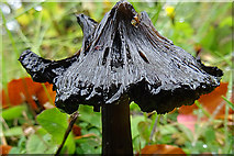 NH4857 : Fungus by Anne Burgess