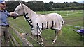 Shrouded horse