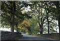 A shaded road near West Witton