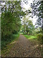 Path at Linburn Wood