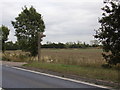 Bridleway off the A120 Coggeshall Road