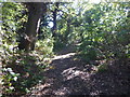 An ancient wooded lane in Edgware