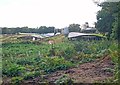 Disused battery sheds for rearing chickens