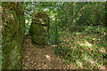 Path through Shaptor Wood