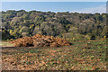 Bracken clearance