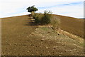 Hedge on a hillock