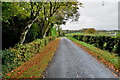 Fallen leaves along Tamlaght Road