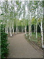 Himalayan Birch trees on the path to Lode Mill, Anglesey Abbey