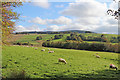 Pasture east of Llanfair Clydogau in Ceredigion