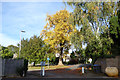 Tree, St. Swithun