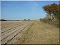 Farmland, Long Wittenham