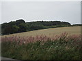 Bank of Rosebay Willowherb at Kilbagie