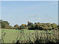 Beyond the winter cereal crop is Southburgh church