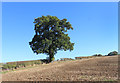 SP5212 : Hedgerow Tree by Des Blenkinsopp