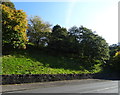 Bank of trees beside Market Street (A671)