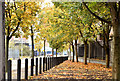 Autumn leaves, Durham Street, Belfast (October 2018)