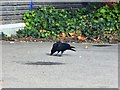 A Carrion Crow (Corvus corone corone) in Tesco