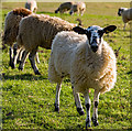 A sheep outstanding in its own field