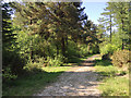 A ride in Haldon Forest west of Ashcombe Cross