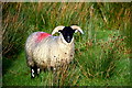 Sheep, Upper Barnes