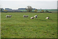 Freshly serviced ewes  at  Bracken near Kilnwick