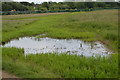 Small pond, Wolvercote Common