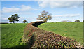 NZ1119 : Neatly clipped hedge to north of Sudburn Beck by Trevor Littlewood