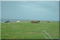 R0379 : Cattle near cliff top by N Chadwick