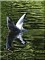 Gull in the old boating pond, Endcliffe Park