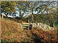 Llwybr Maesydderwyn  / Maesydderwen Path