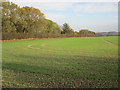 Autumn sown crop by the B1253