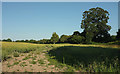 Field, Bishopstone