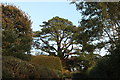 Large conifer on Rectory Hill, Sutton Montis