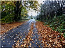 H4772 : Fallen leaves along Riverview Road by Kenneth  Allen