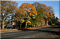 Autumn colours, Dorchester Avenue